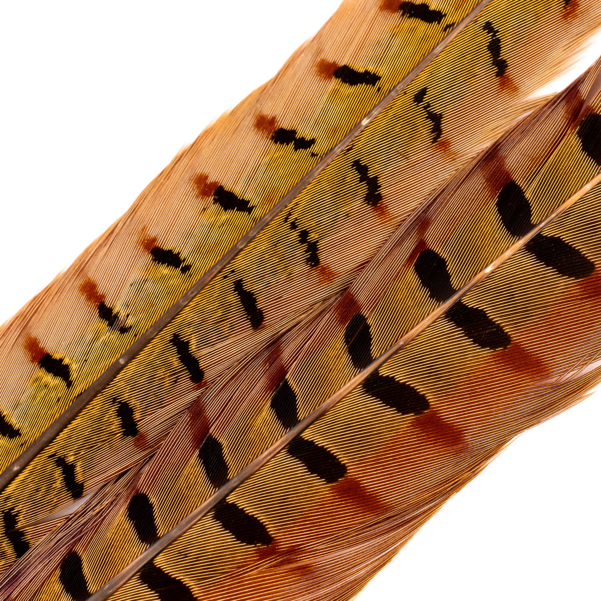 Spent Fly Fishing Pheasant Tail Center Pair
