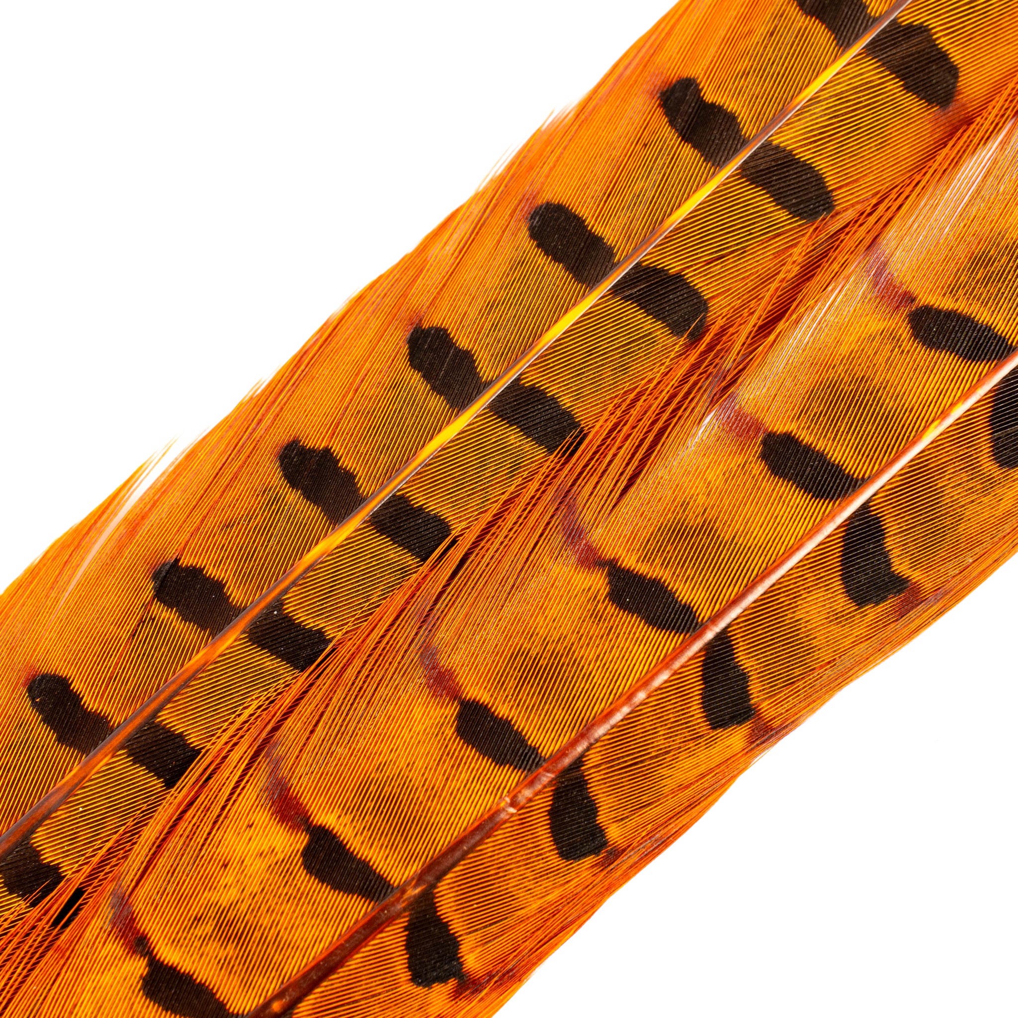 Spent Fly Fishing Pheasant Tail Center Pair