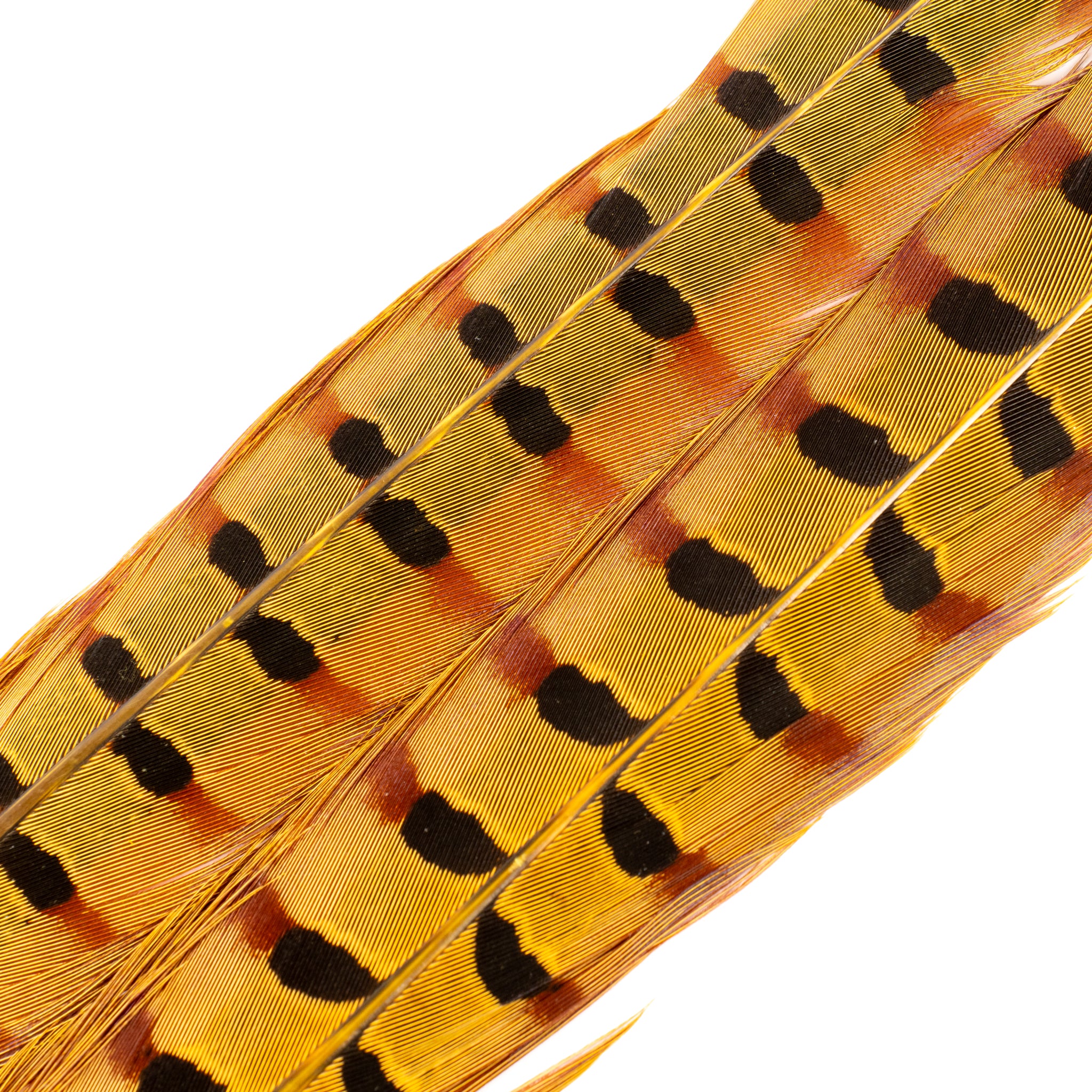 Spent Fly Fishing Pheasant Tail Center Pair