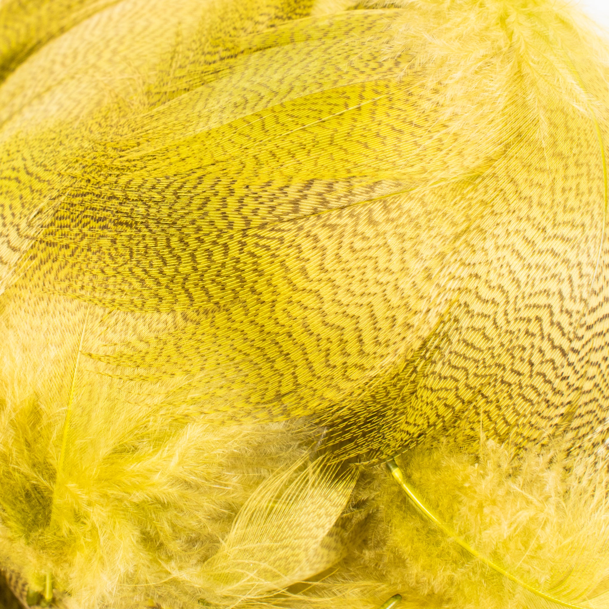 Spent Fly Fishing Mallard Flank