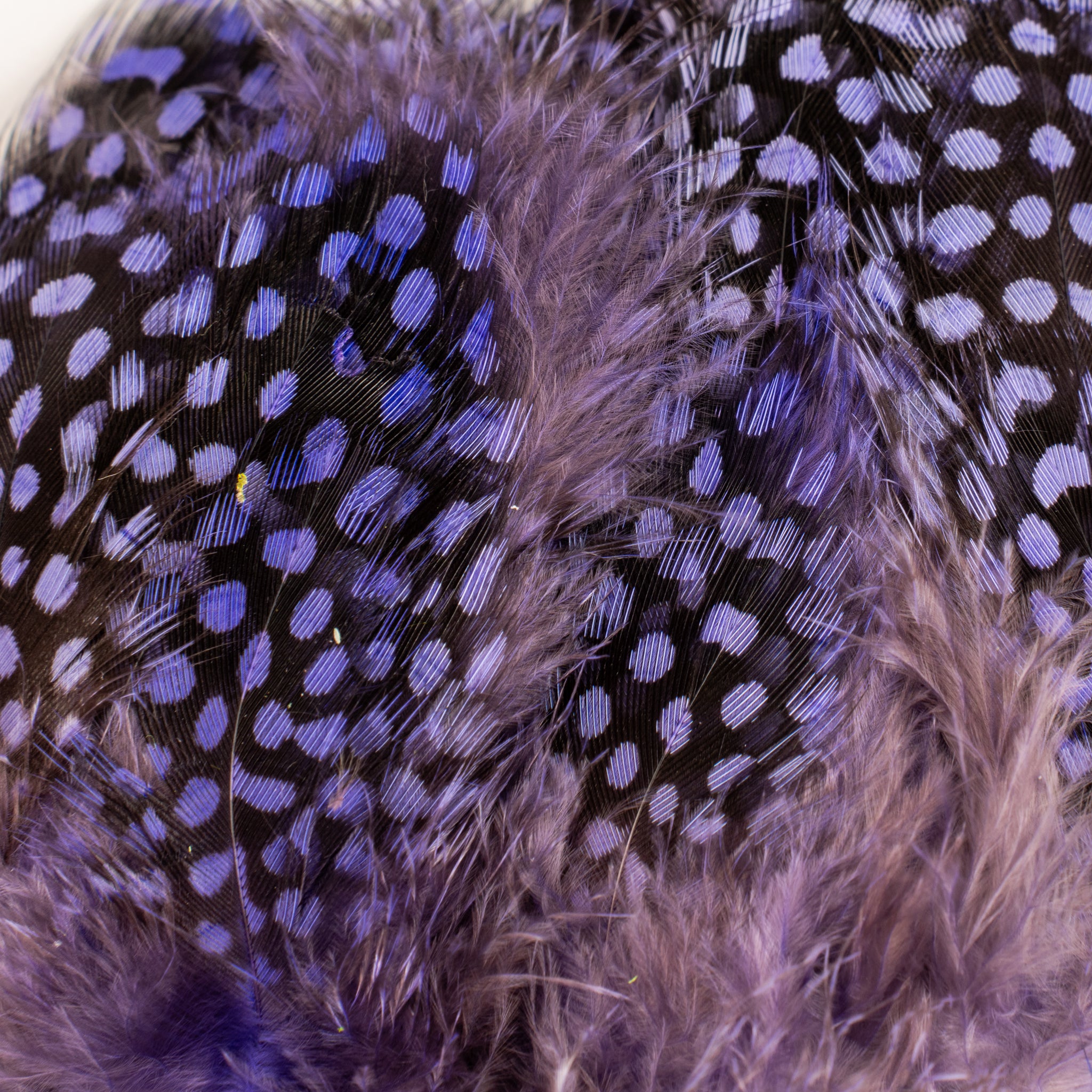 Spent Fly Fishing Strung Guinea Fowl