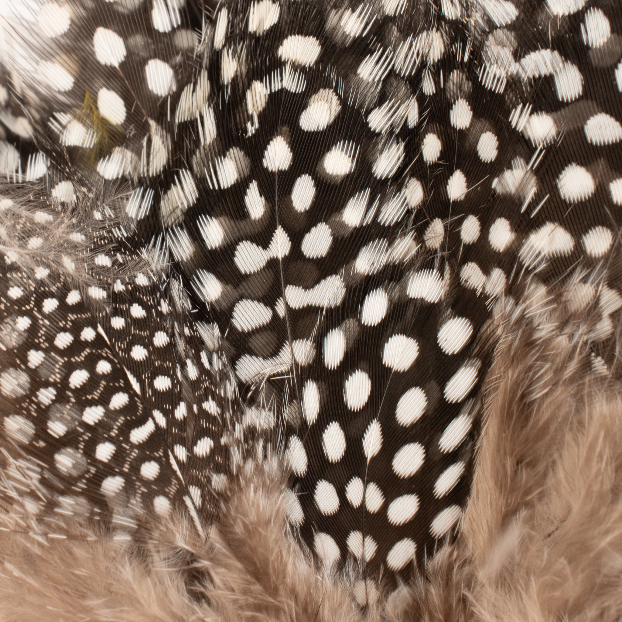 Spent Fly Fishing Strung Guinea Fowl
