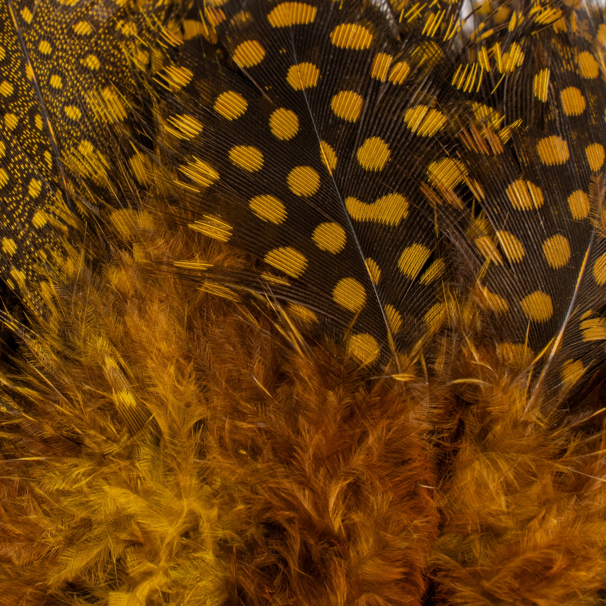 Spent Fly Fishing Strung Guinea Fowl