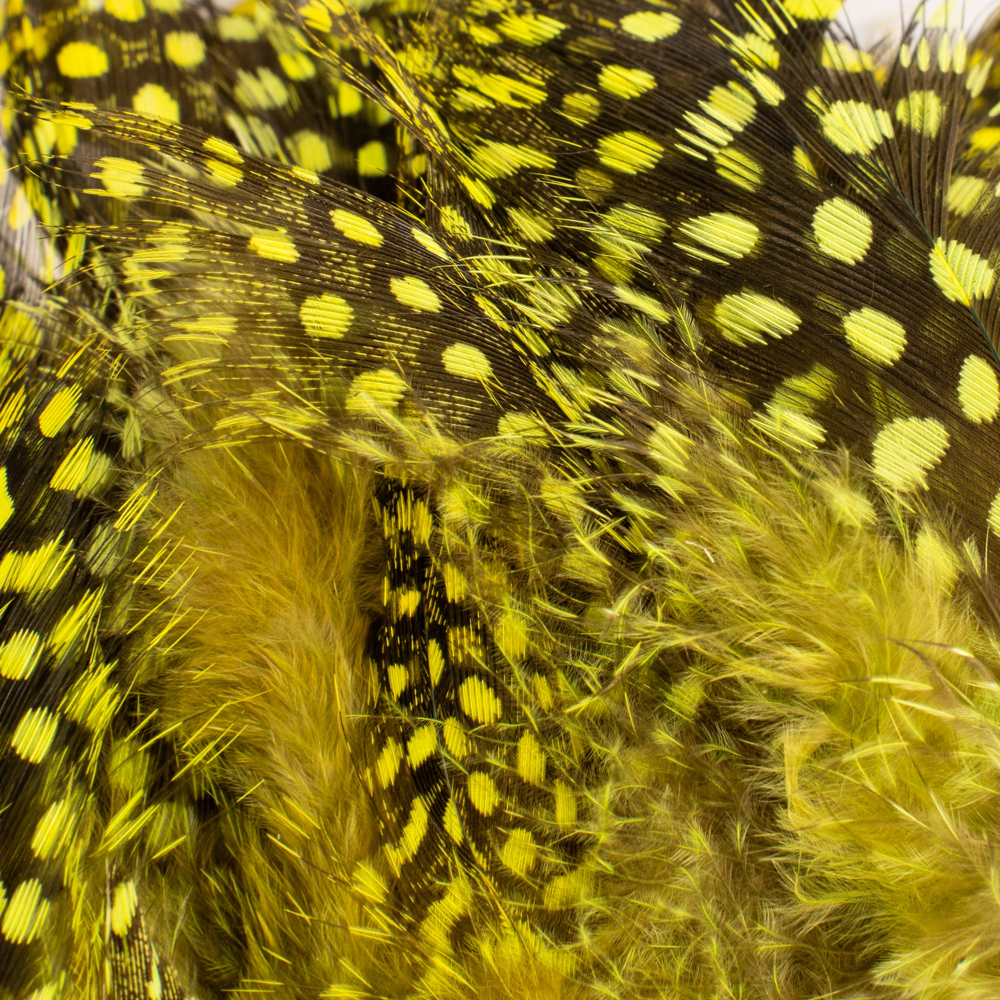 Spent Fly Fishing Strung Guinea Fowl