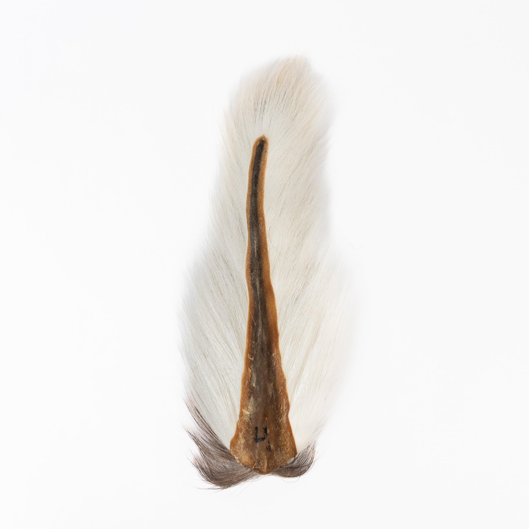 Ellis Ward Bucktail